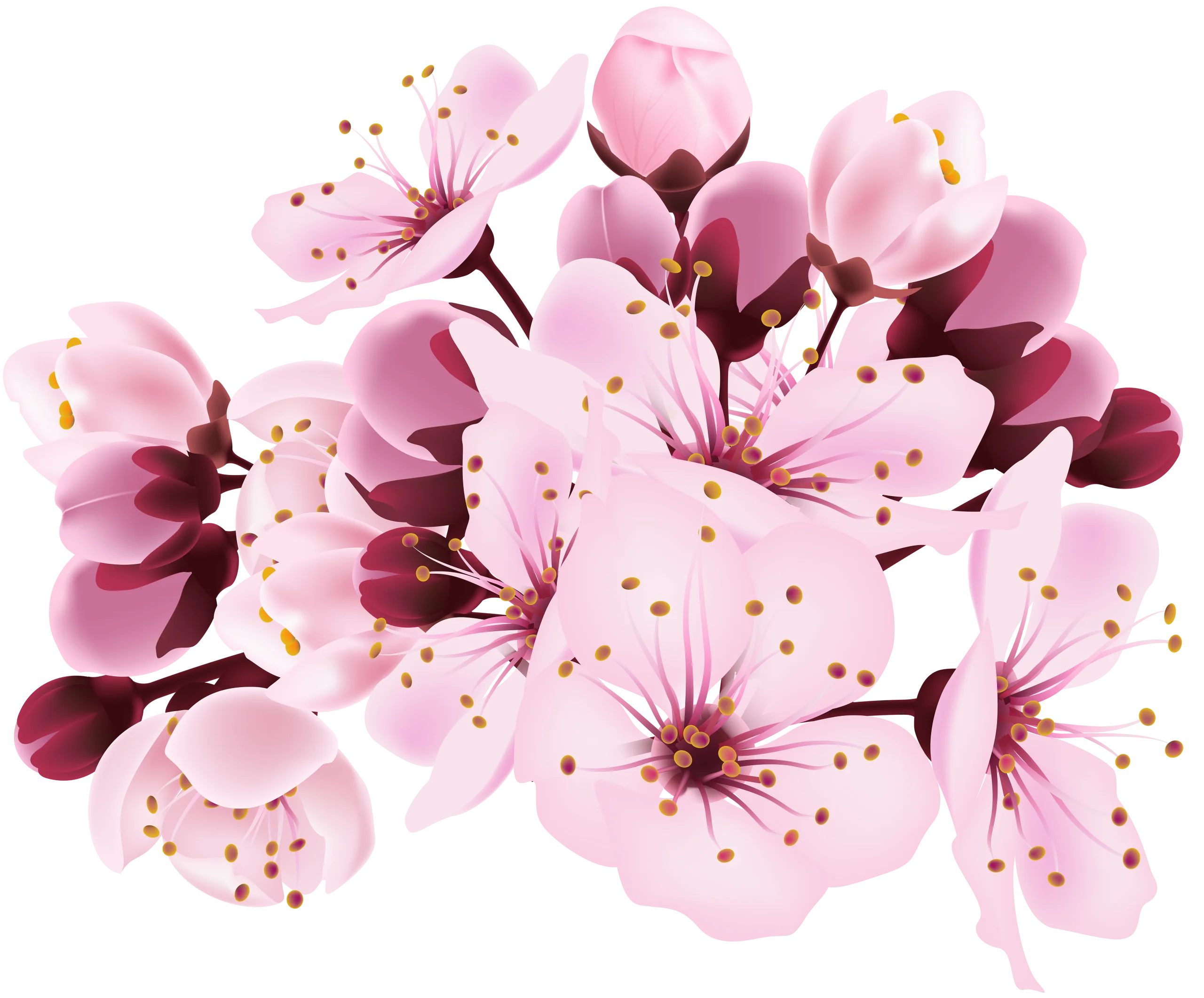 Delicate Pink Cherry Blossoms Watercolor Clipart: Soft Spring Floral Illustration