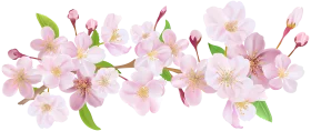 Delicate Soft Pink Cherry Blossom Branches Watercolor Clipart Illustration