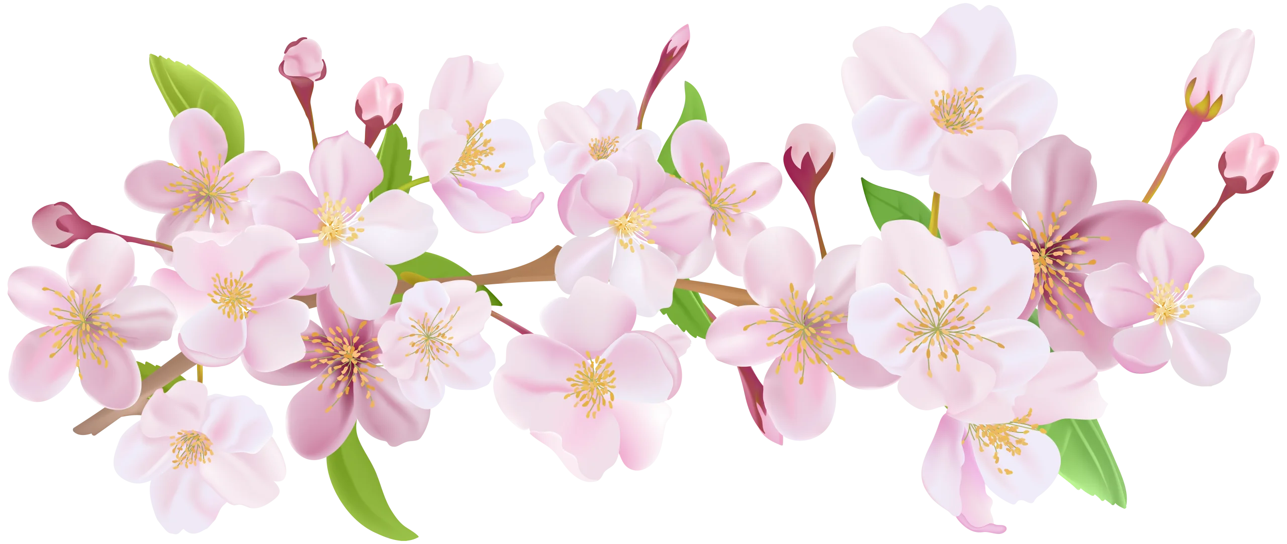 Delicate Soft Pink Cherry Blossom Branches Watercolor Clipart Illustration