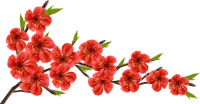 Elegant Red Cherry Blossom Clipart Branch with Delicate Floral Arrangement
