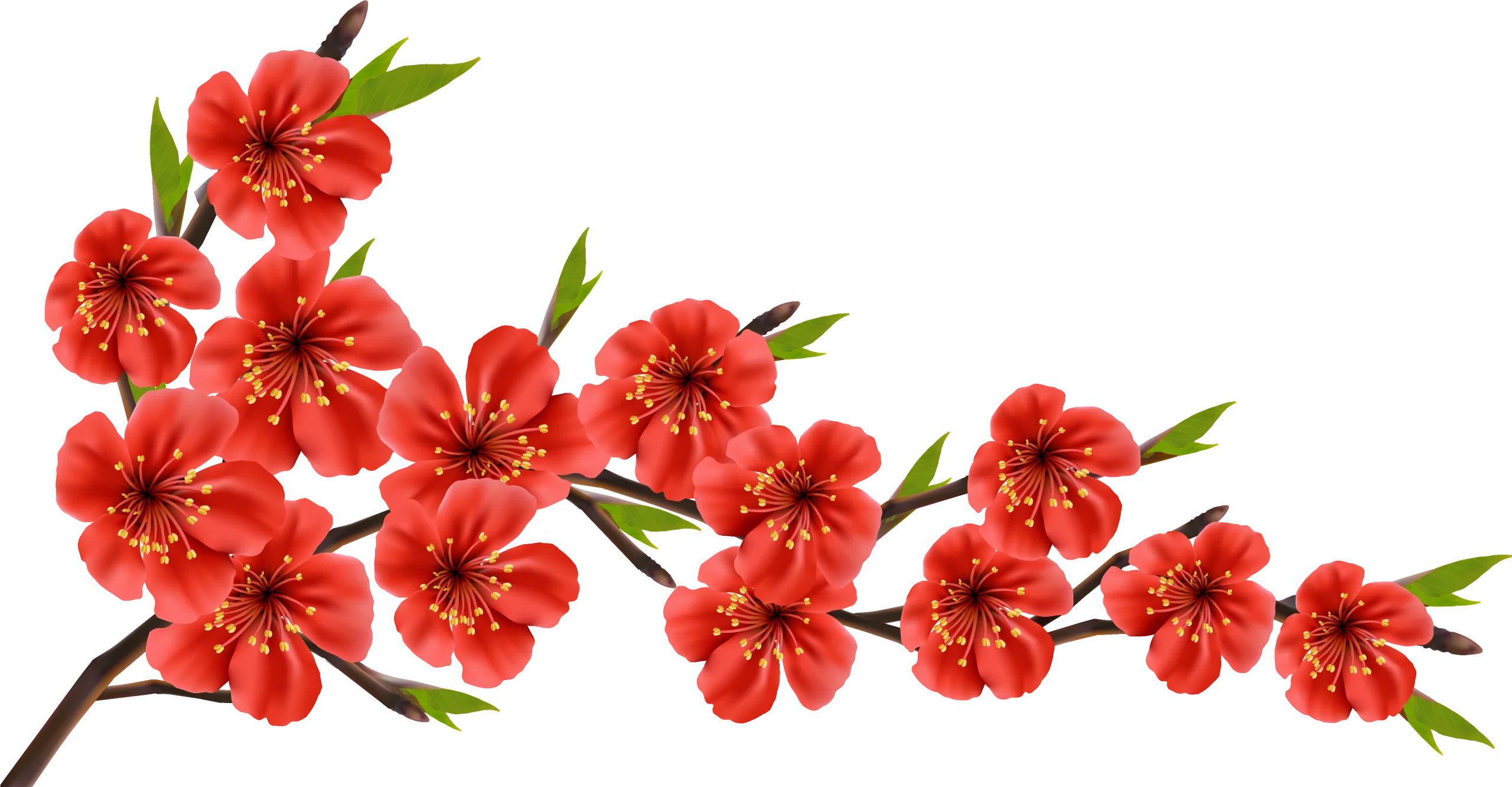 Elegant Red Cherry Blossom Clipart Branch with Delicate Floral Arrangement