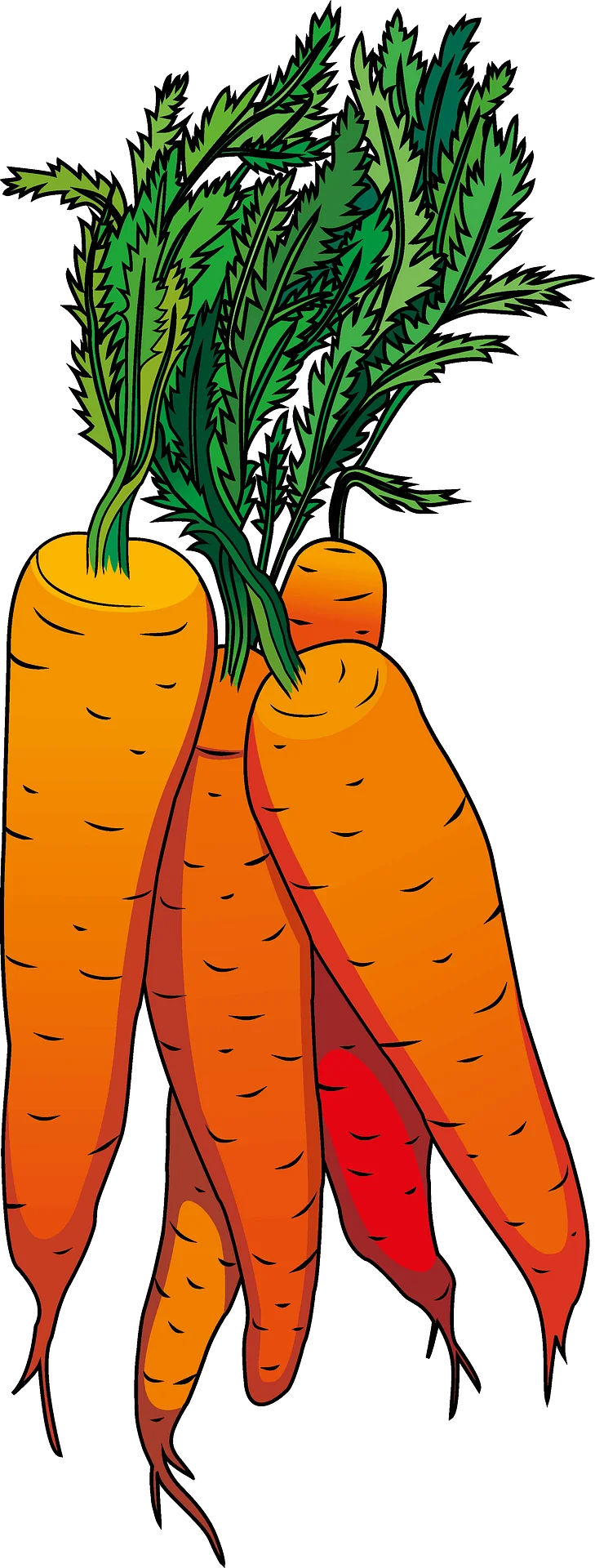Crisp and Fresh Garden Carrots Clipart: A Rustic Illustration of Orange Root Vegetables