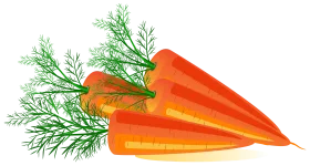 Fresh Crisp Organic Carrots with Green Feathery Dill Leaves Clipart Illustration