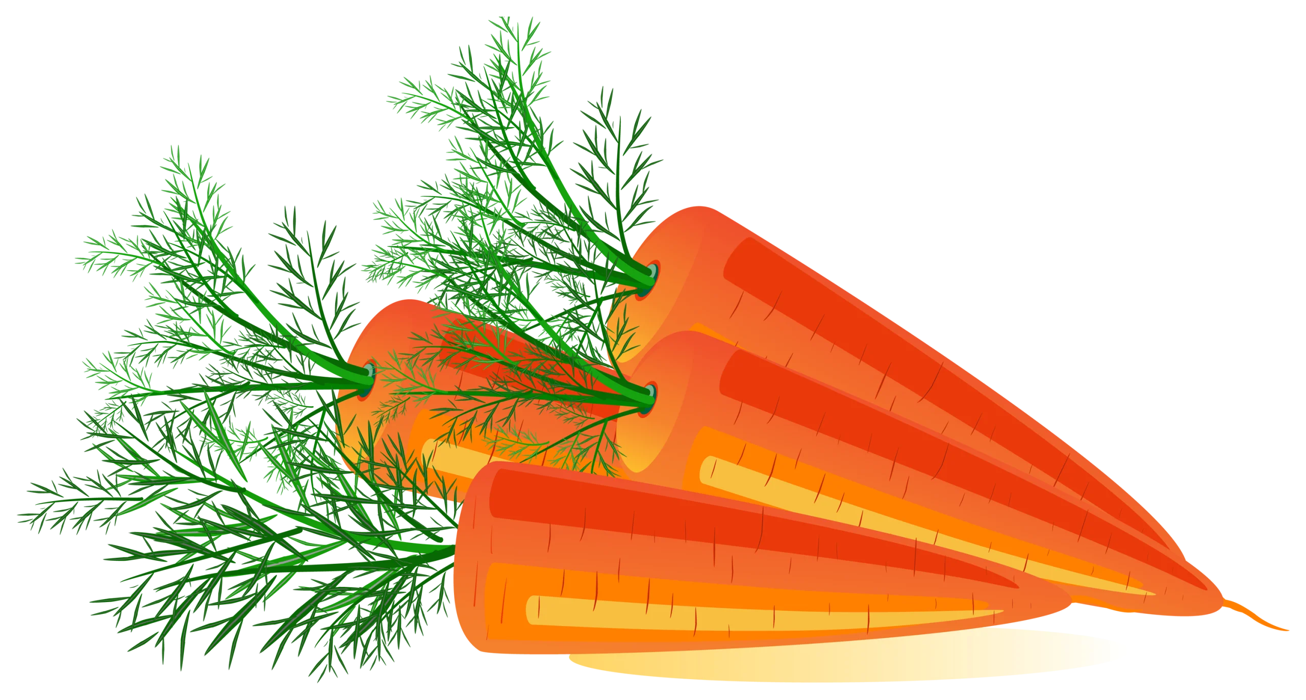 Fresh Crisp Organic Carrots with Green Feathery Dill Leaves Clipart Illustration