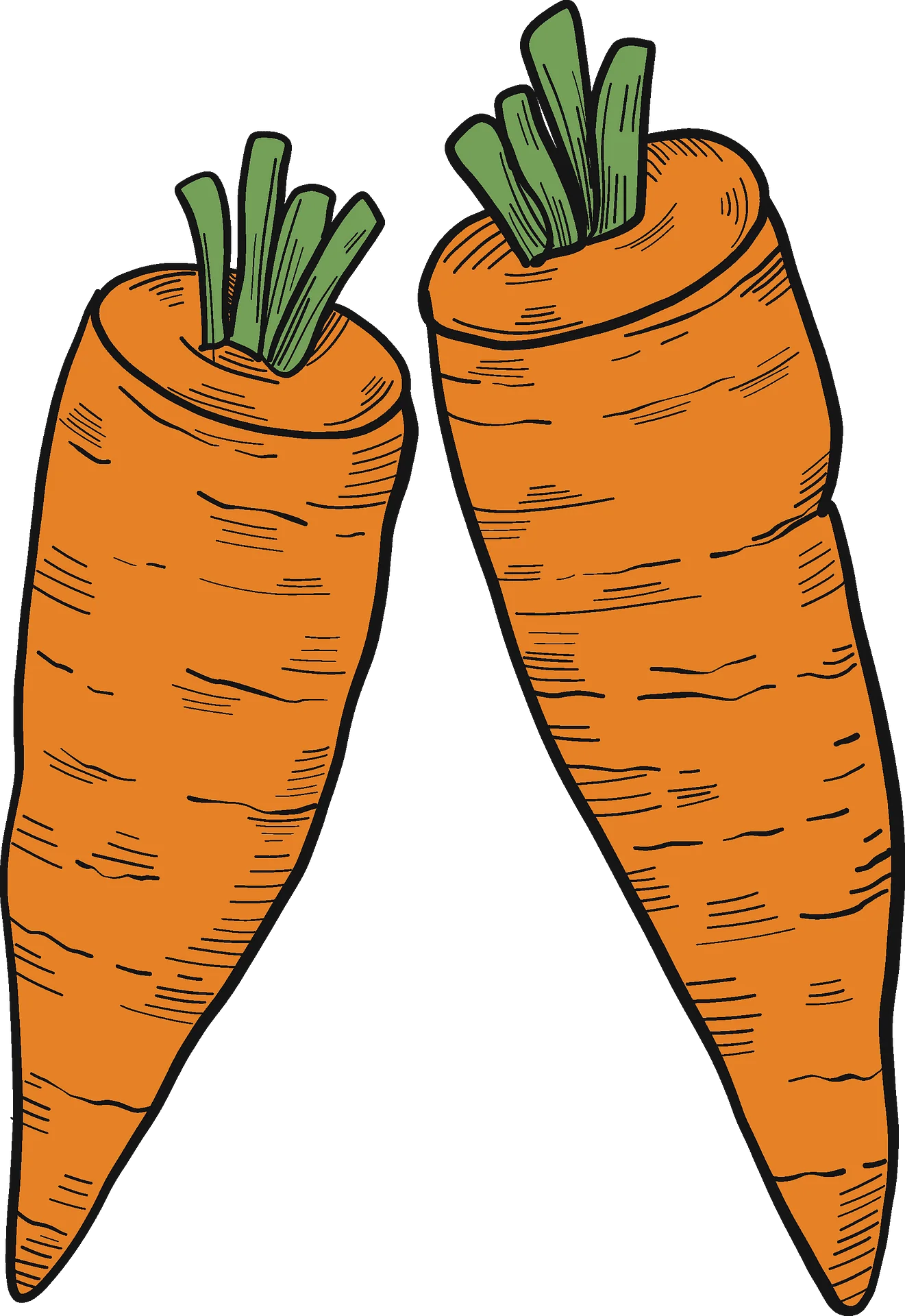 Fresh Garden Carrots Clipart: Illustrated Organic Vegetable Drawing