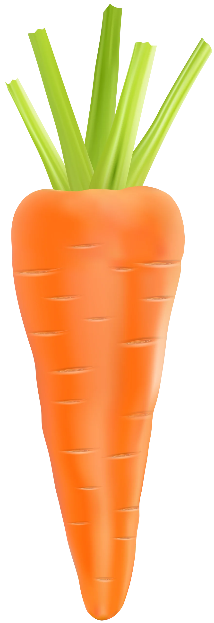 Fresh Orange Carrot Clipart with Crisp Green Tops - Botanical Illustration