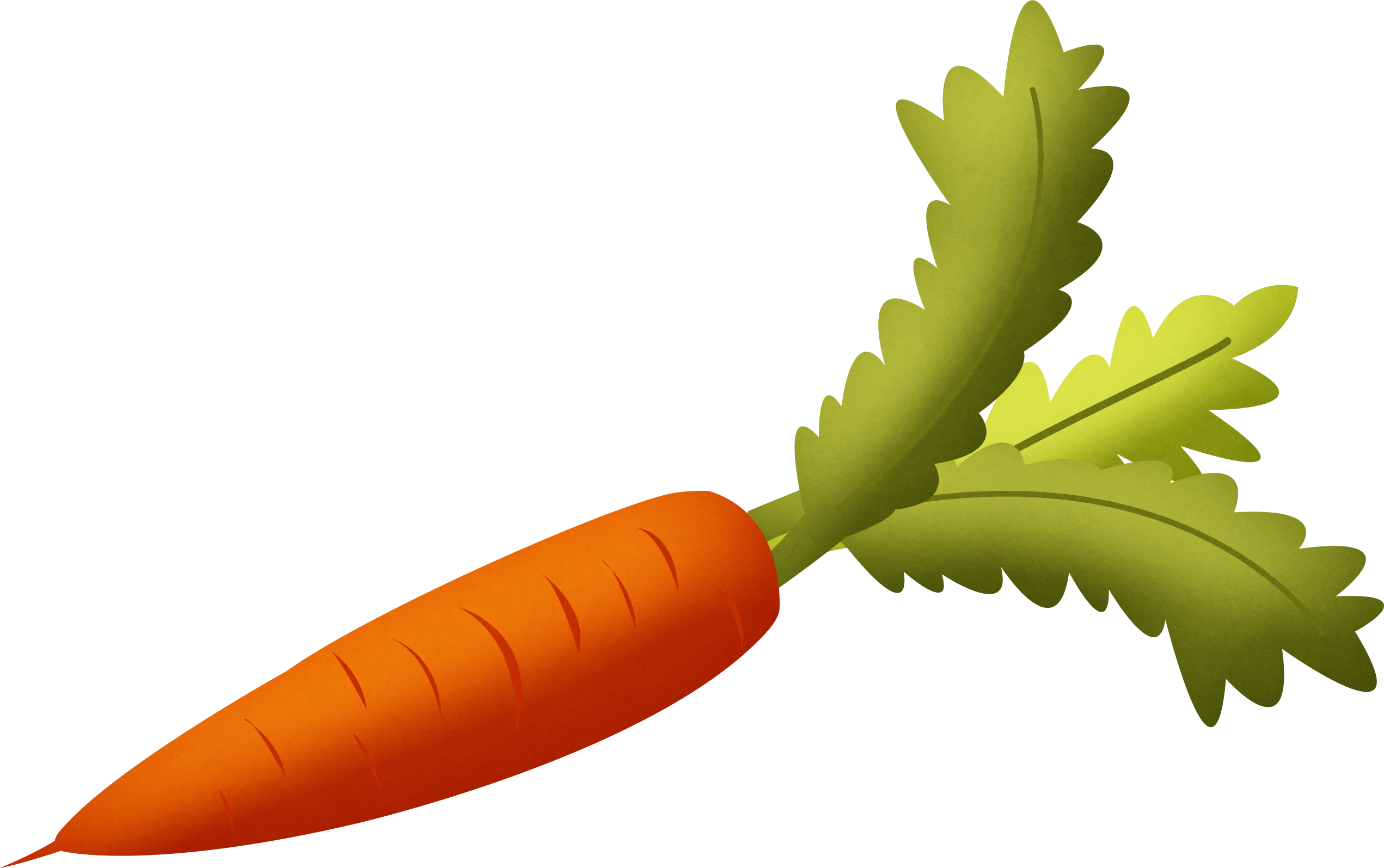 Fresh Orange Carrot with Leafy Green Tops - Illustrated Vegetable Clipart Design
