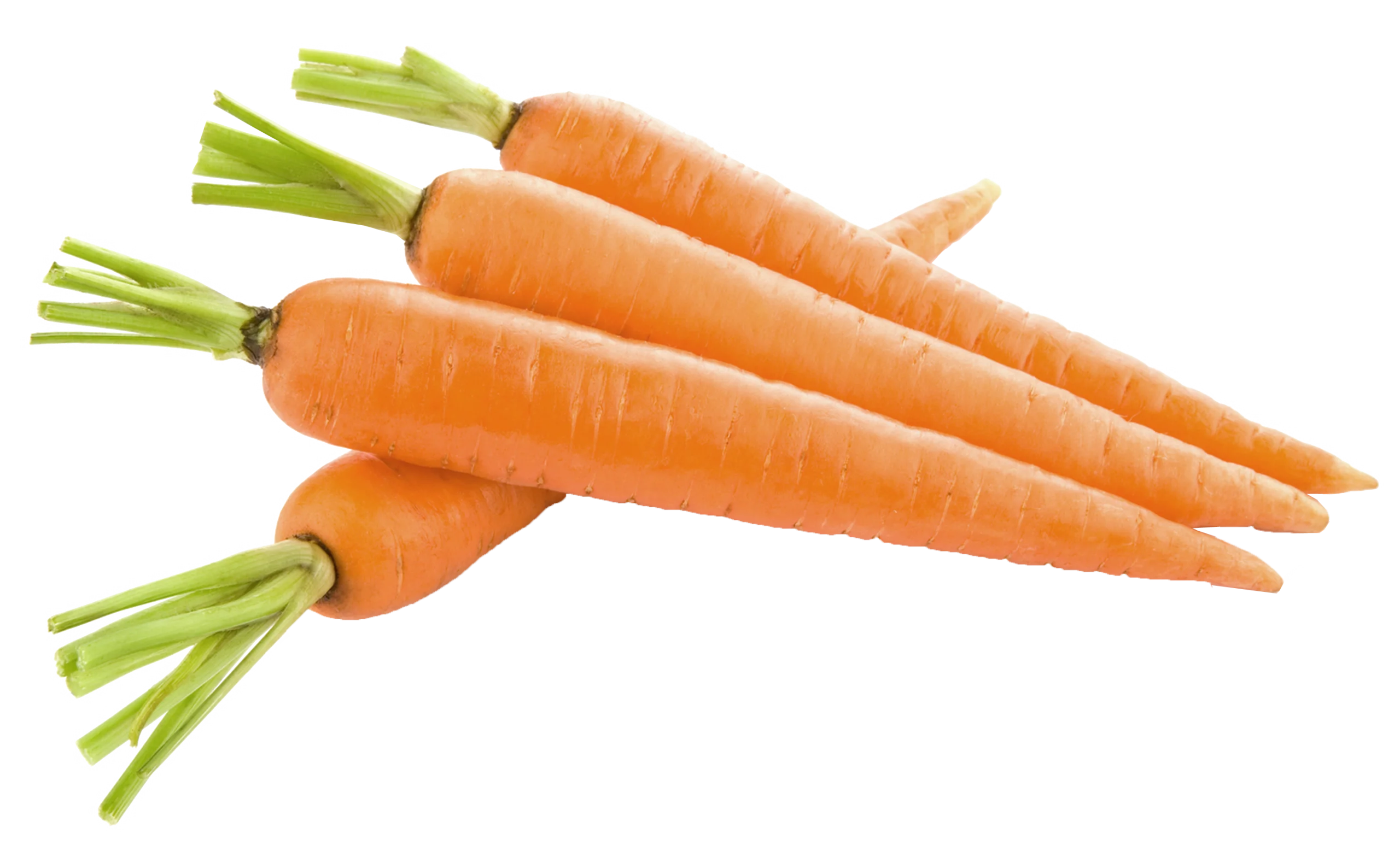 Fresh Orange Carrots Clipart: Crisp Vegetable Illustration with Green Stems