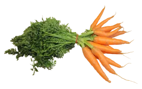 Fresh Organic Garden Carrots Clipart: Crisp Orange Roots with Green Leafy Tops
