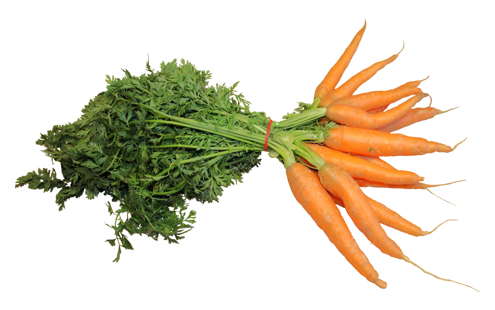 Fresh Organic Garden Carrots Clipart: Crisp Orange Roots with Green Leafy Tops