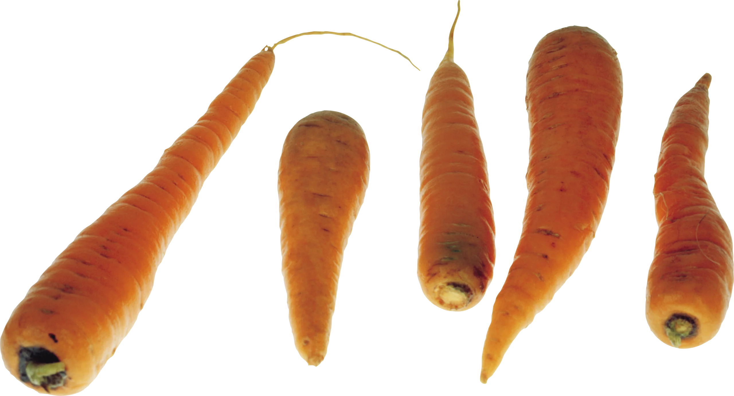 Rustic Orange Carrot Clipart Featuring Uniquely Shaped Root Vegetables