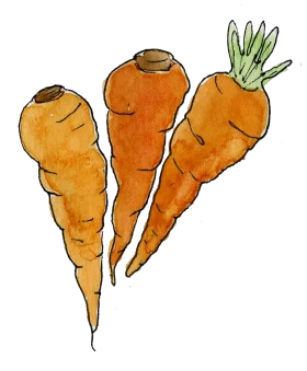 Whimsical Hand-Drawn Watercolor Orange Carrots Clipart with Rustic Charm