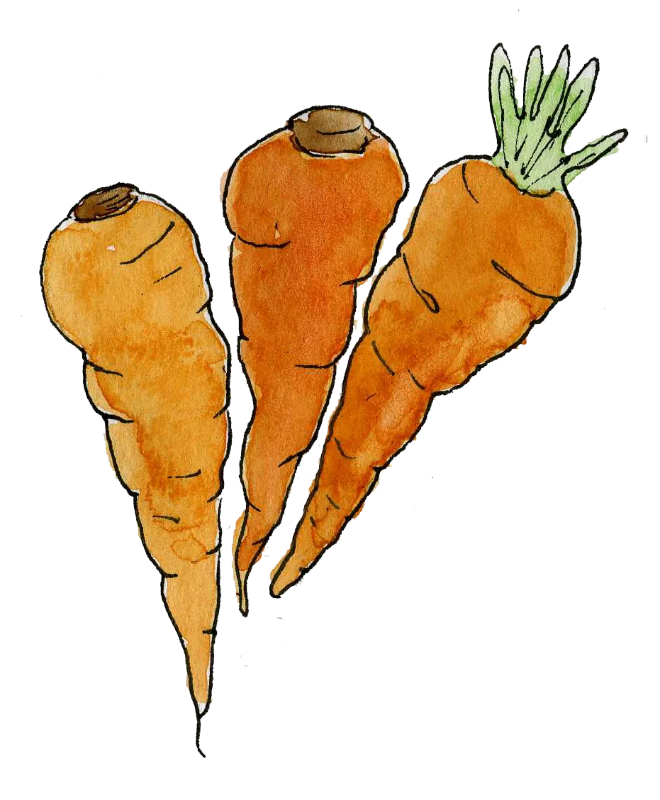 Whimsical Hand-Drawn Watercolor Orange Carrots Clipart with Rustic Charm