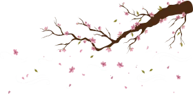 Delicate Cherry Blossom Branch Gracefully Sweeping with Soft Pink Petals Clipart Illustration