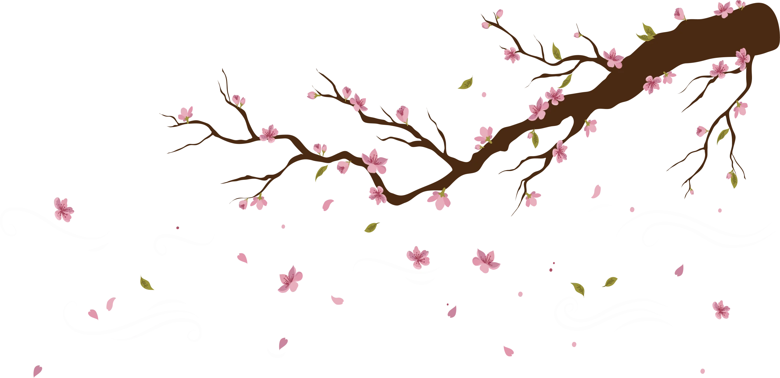 Delicate Cherry Blossom Branch Gracefully Sweeping with Soft Pink Petals Clipart Illustration