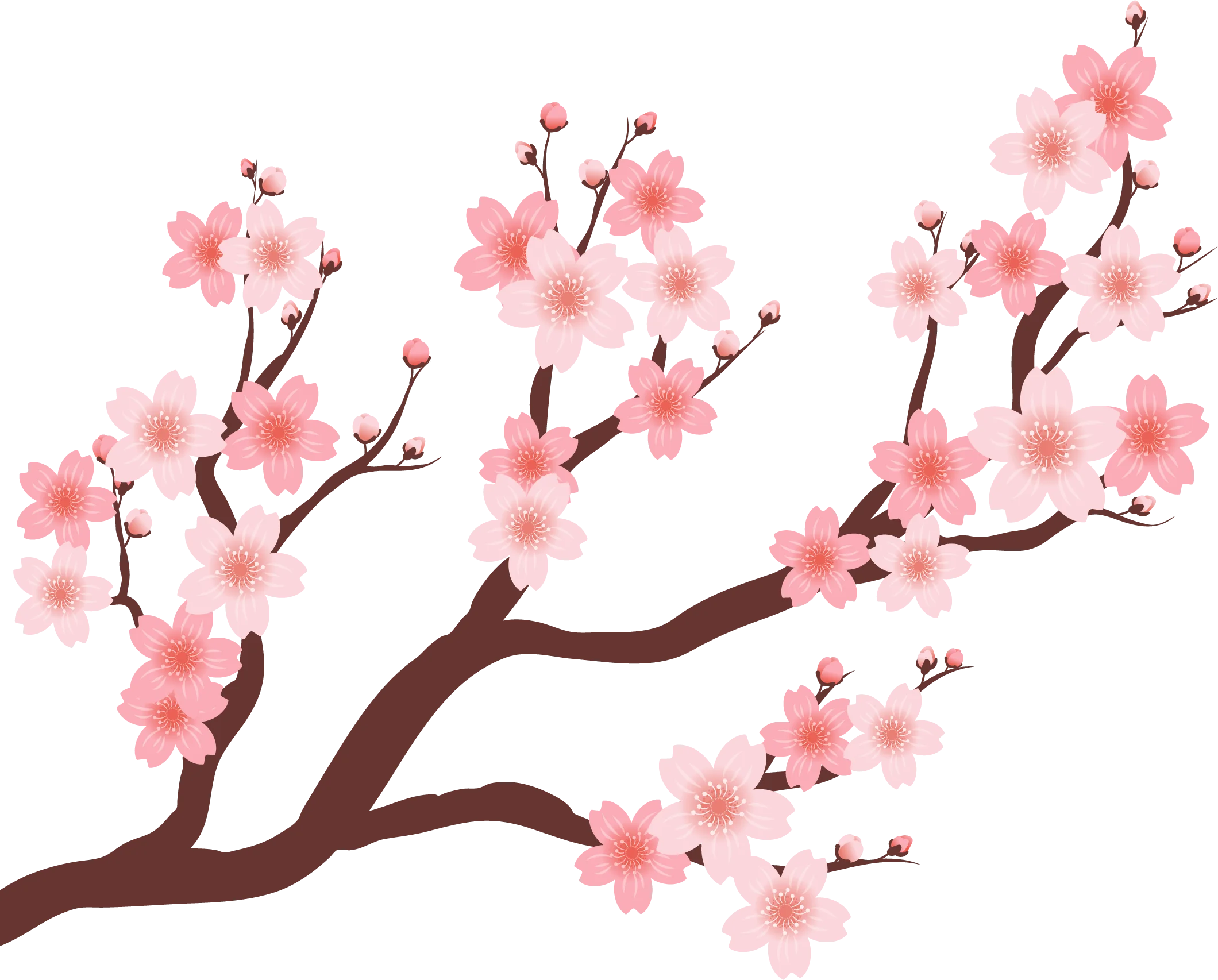 Delicate Pink Cherry Blossom Branch Clipart: Springtime Elegance in Soft Hues