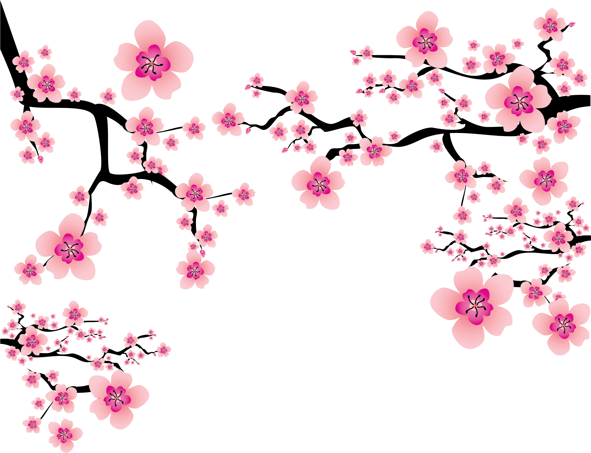 Delicate Pink Cherry Blossom Branches Clipart: Soft Springtime Floral Design