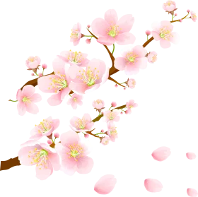 Delicate Pink Cherry Blossom Branches Watercolor Clipart Design
