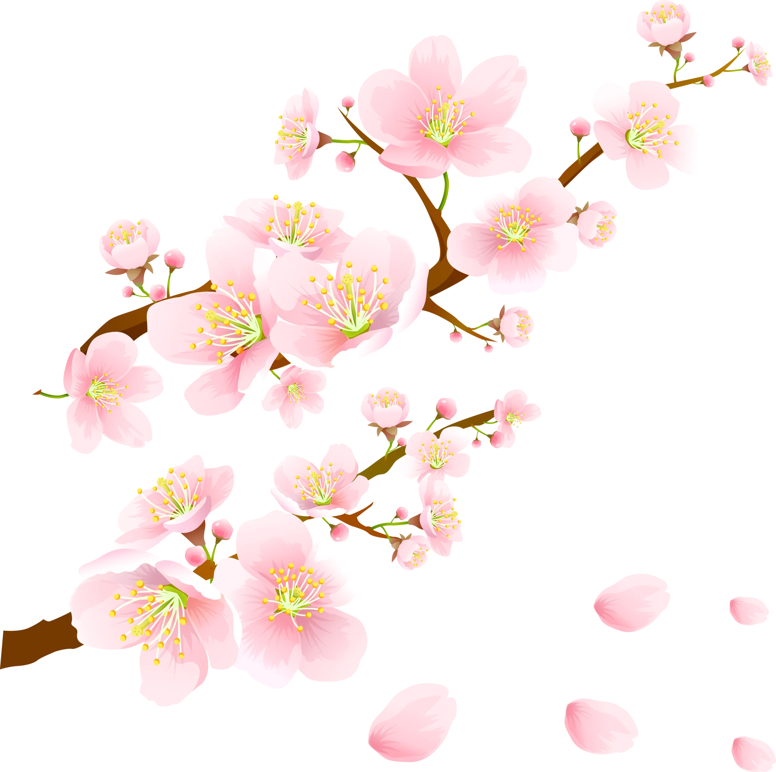 Delicate Pink Cherry Blossom Branches Watercolor Clipart Design