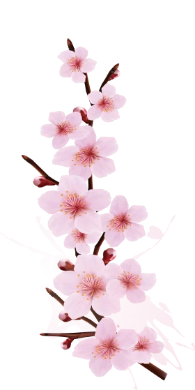 Delicate Pink Cherry Blossom Clipart: Elegant Springtime Floral Illustration