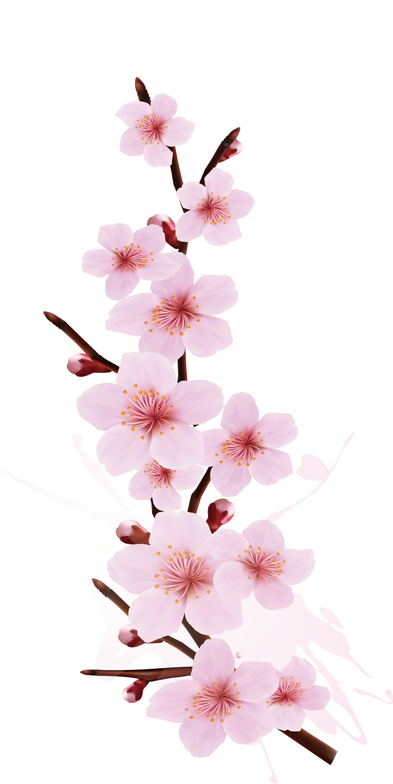 Delicate Pink Cherry Blossom Clipart: Elegant Springtime Floral Illustration