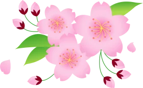 Delicate Pink Cherry Blossom Clipart: Soft Floral Illustration with Elegant Petals and Leaves