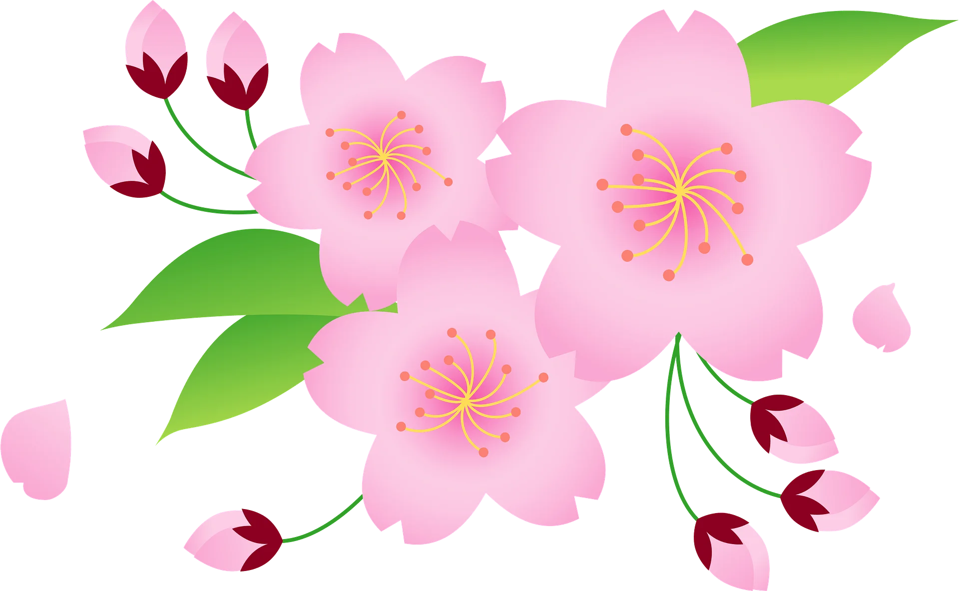 Delicate Pink Cherry Blossom Clipart: Soft Floral Illustration with Elegant Petals and Leaves
