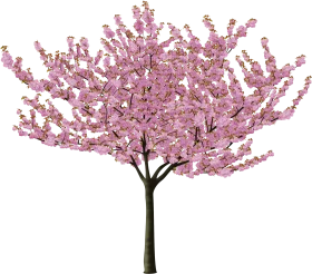 Enchanting Cherry Blossom Tree Clipart with Delicate Pink Floral Blooms