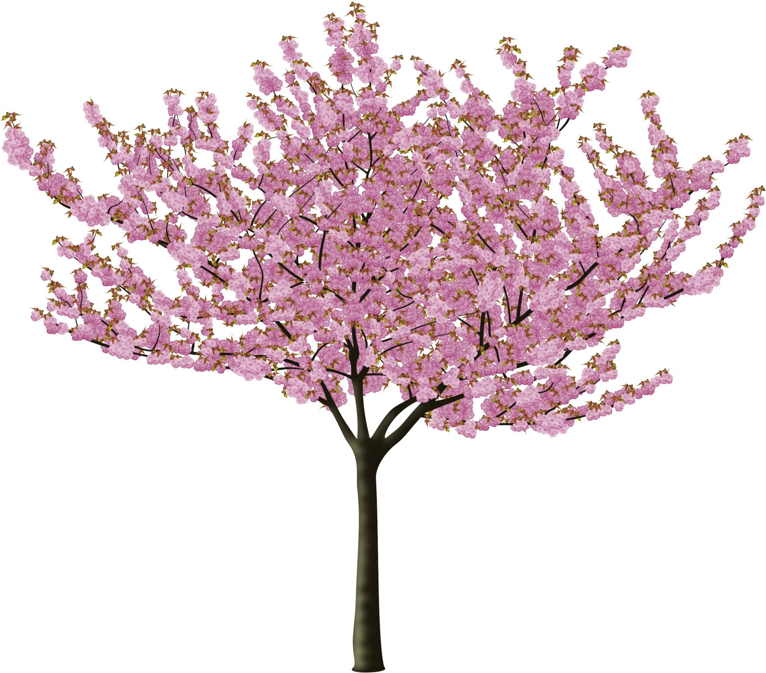 Enchanting Cherry Blossom Tree Clipart with Delicate Pink Floral Blooms