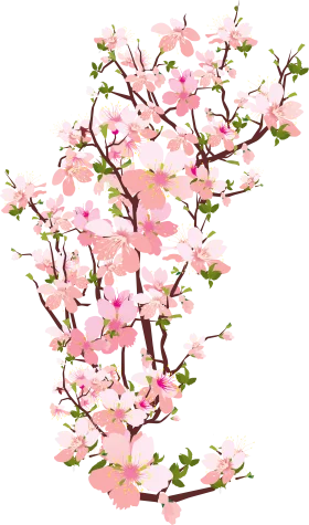 Delicate Pink Cherry Blossom Branches Watercolor Clipart Illustration