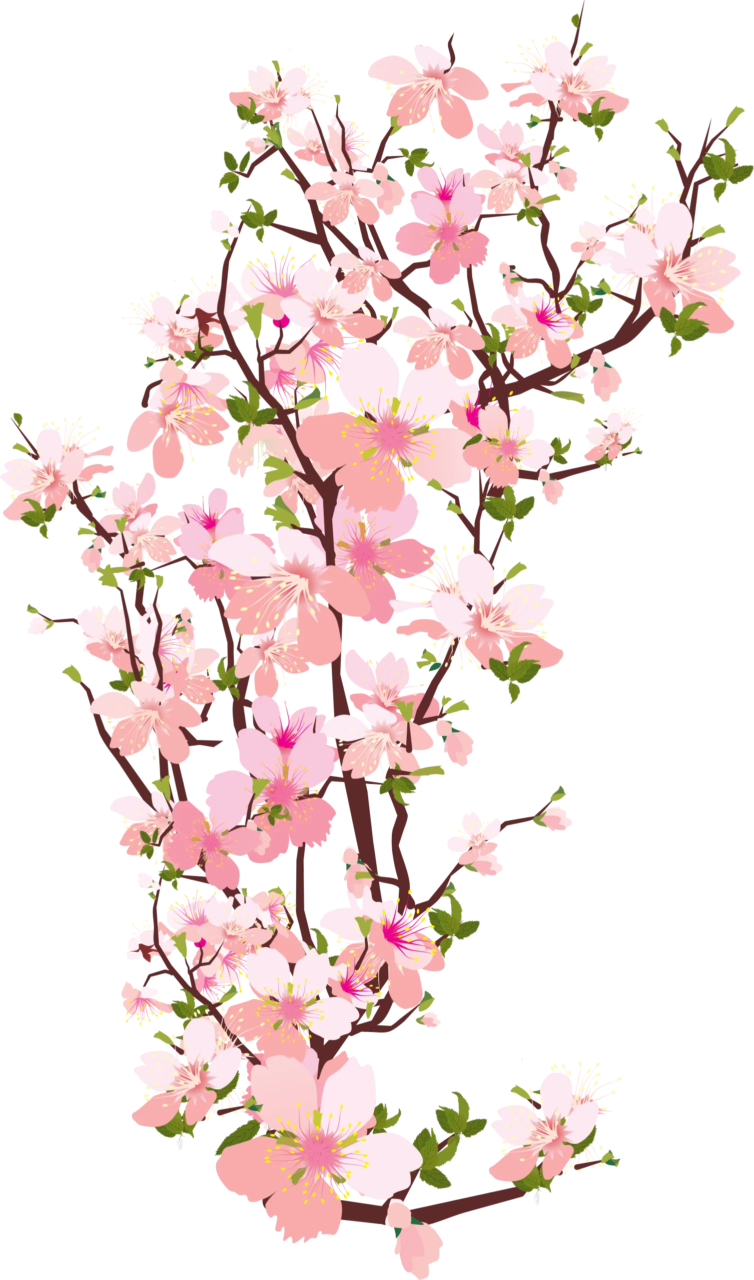 Delicate Pink Cherry Blossom Branches Watercolor Clipart Illustration