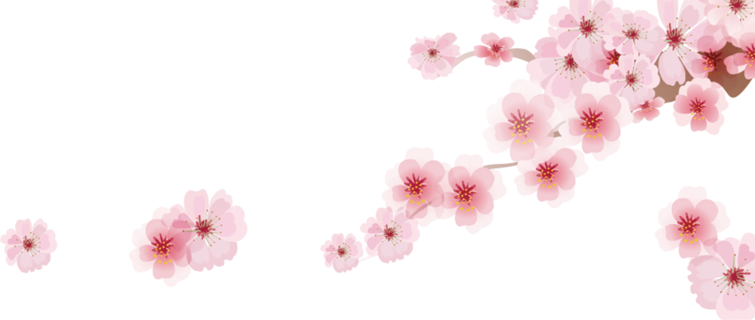 Delicate Pink Cherry Blossom Clipart: Soft Floral Watercolor Illustration Design