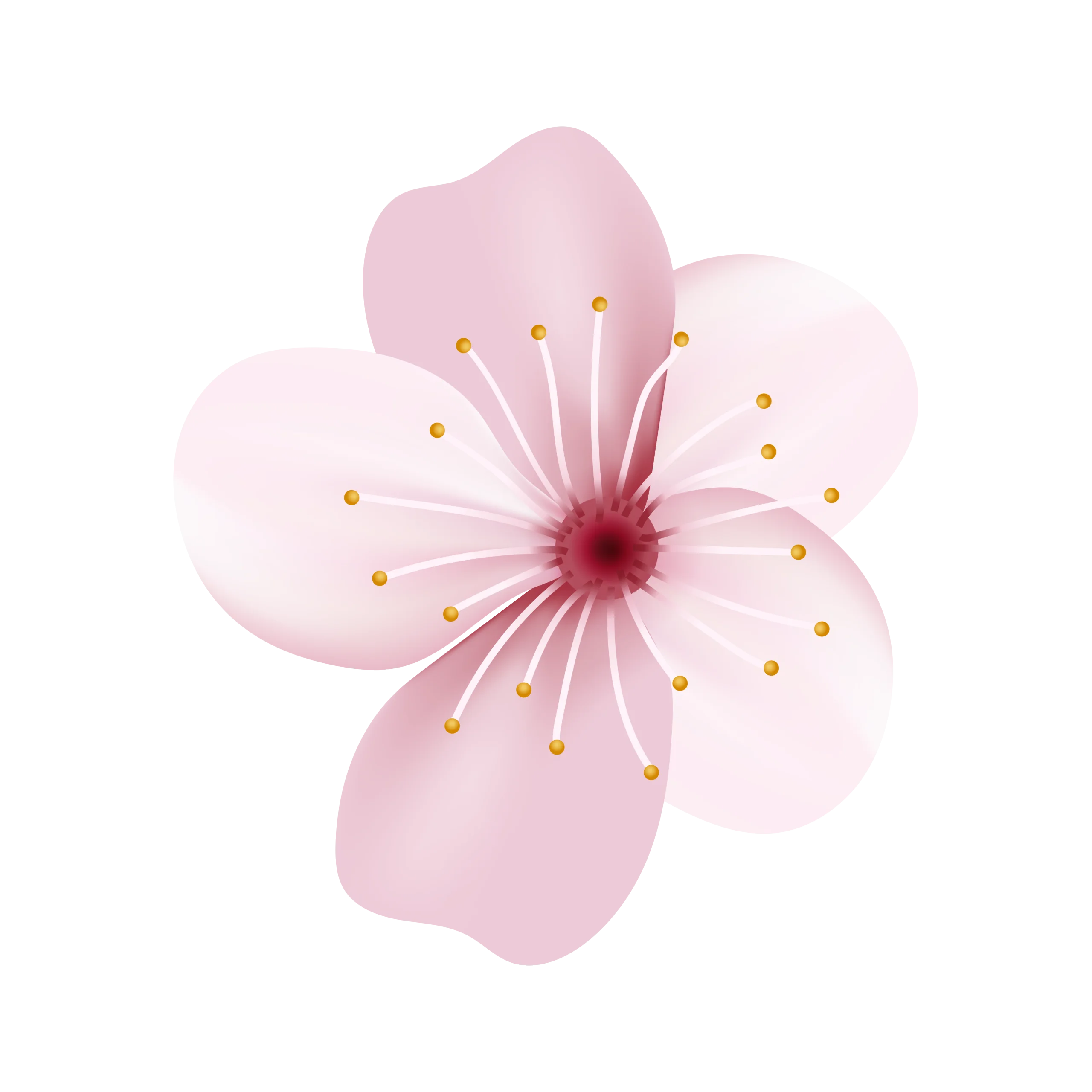 Delicate Pink Cherry Blossom Clipart: Soft Watercolor Floral Illustration