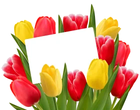 Cheerful Spring Tulips Clipart with Blank White Card for Personalized Messaging