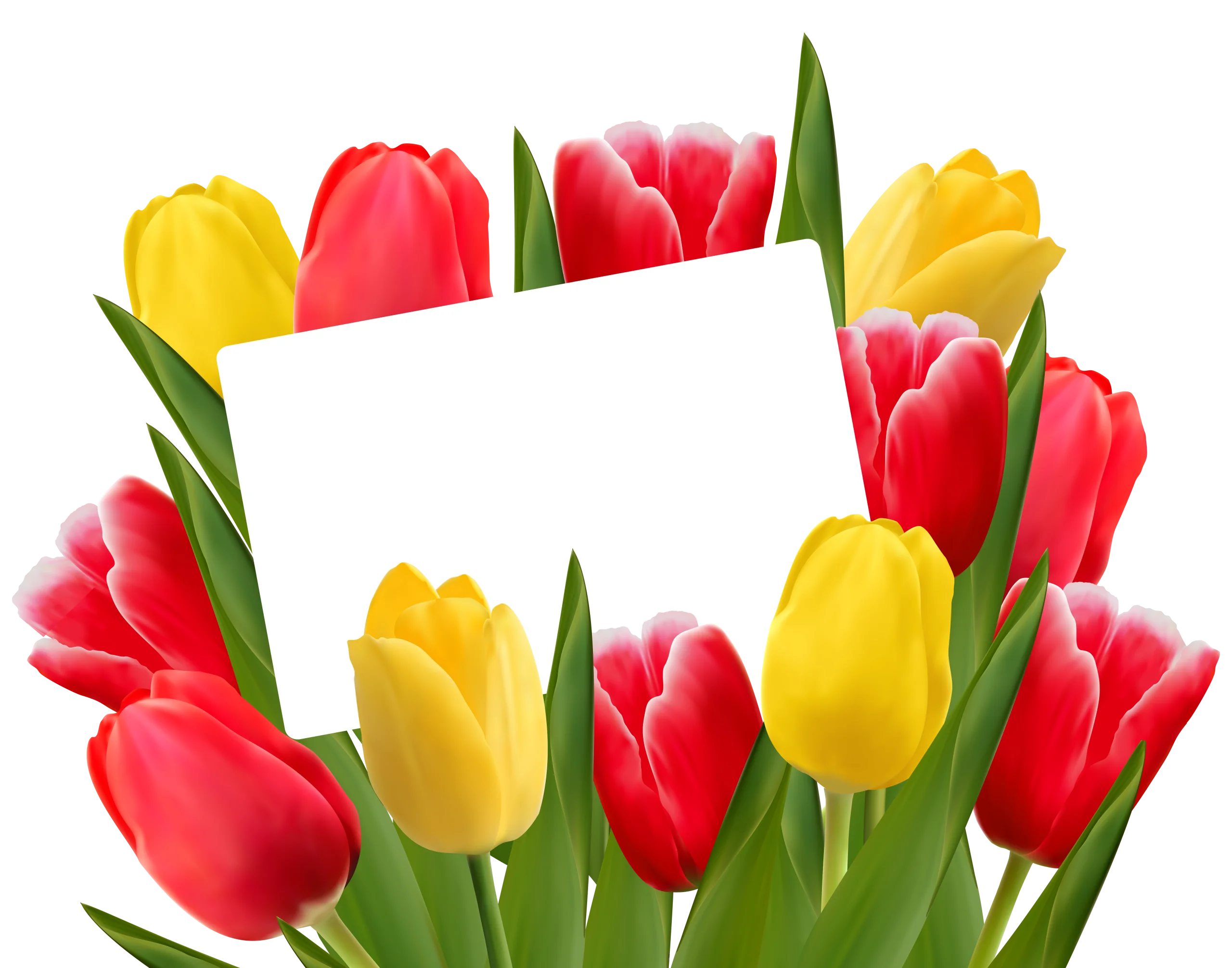 Cheerful Spring Tulips Clipart with Blank White Card for Personalized Messaging