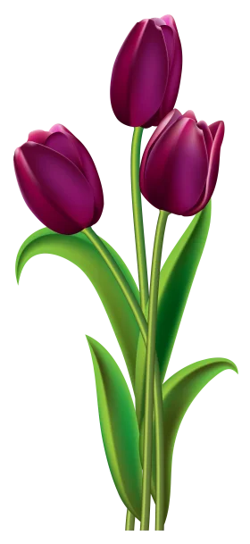 Deep Magenta Tulips Graceful Botanical Clipart Illustration with Elegant Green Stems