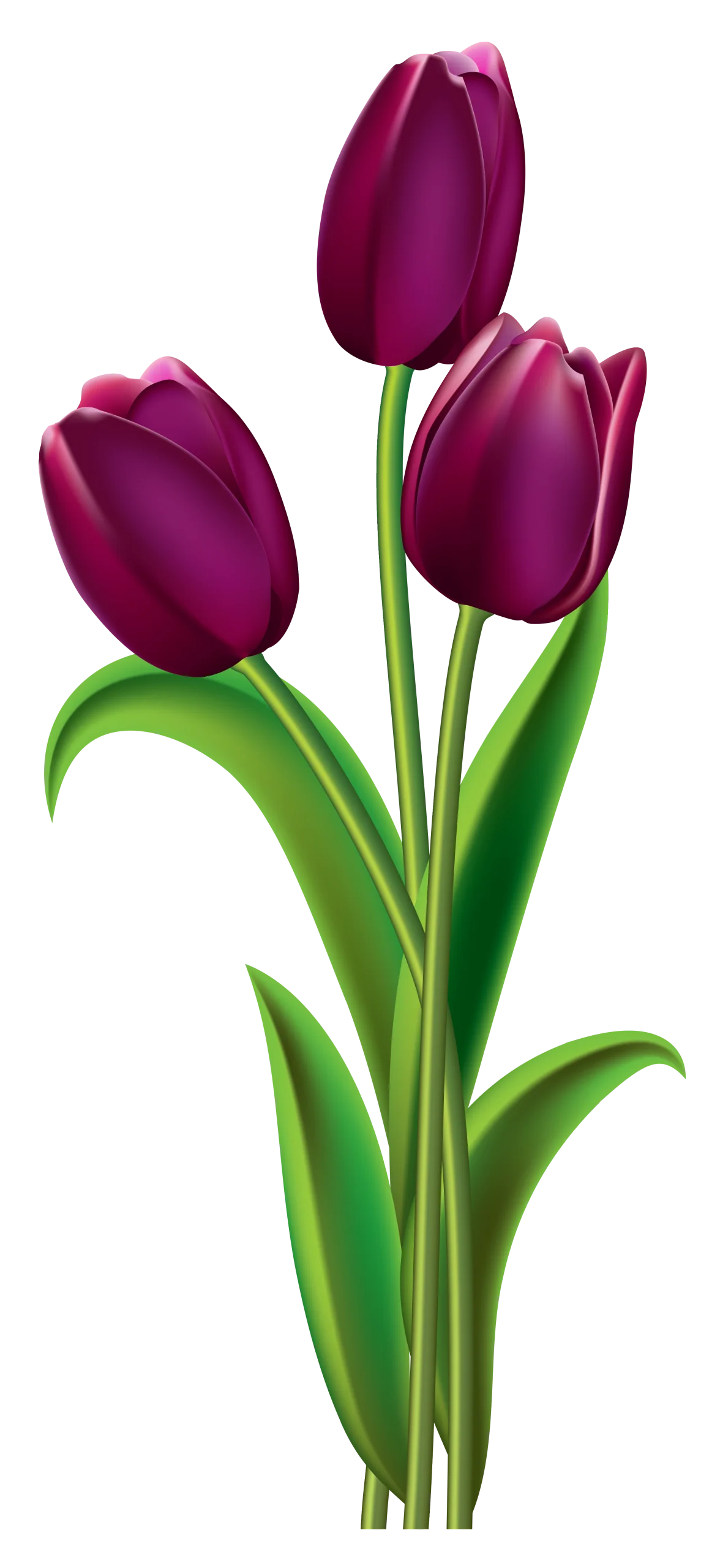 Deep Magenta Tulips Graceful Botanical Clipart Illustration with Elegant Green Stems