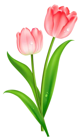 Delicate Pink Tulips Clipart: Soft Botanical Illustration of Spring Blossoms