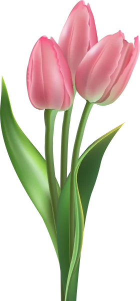 Delicate Soft Pink Tulips Botanical Illustration Flower Clipart Design