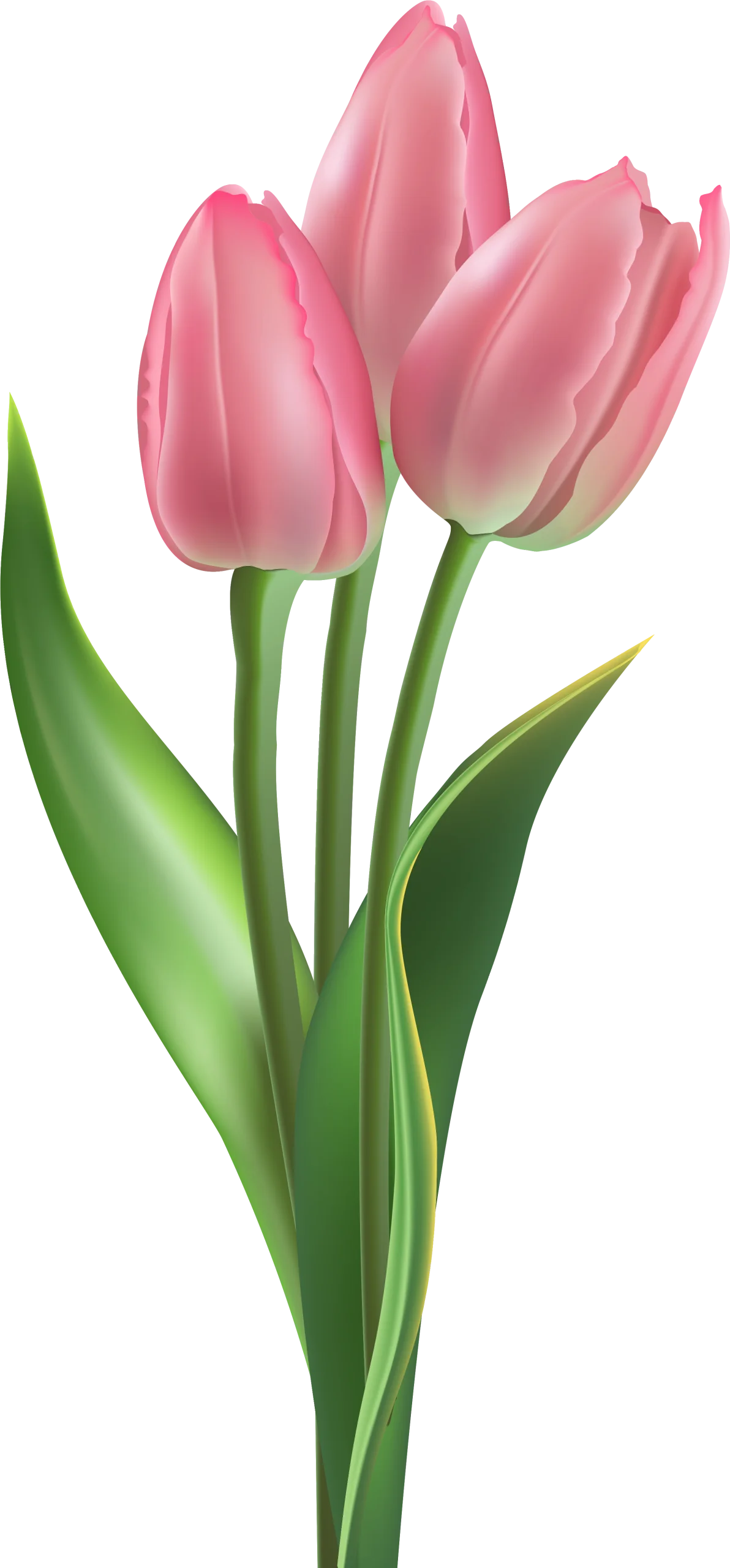 Delicate Soft Pink Tulips Botanical Illustration Flower Clipart Design