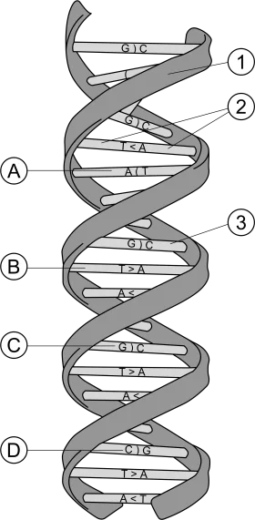 Detailed Scientific Illustration of DNA Double Helix Structure Molecular Clipart
