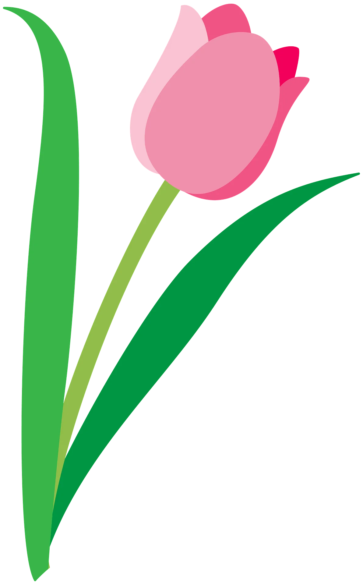 Elegant Pink Tulip Blossom on Verdant Stem - Springtime Botanical Clipart Design