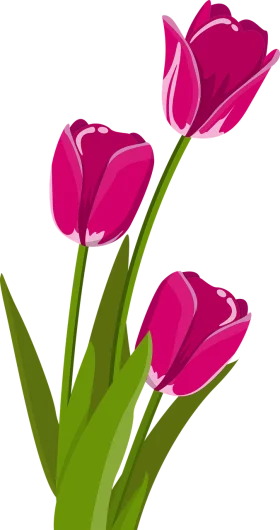 Elegant Pink Tulip Flowers Botanical Clipart Illustration for Spring Design