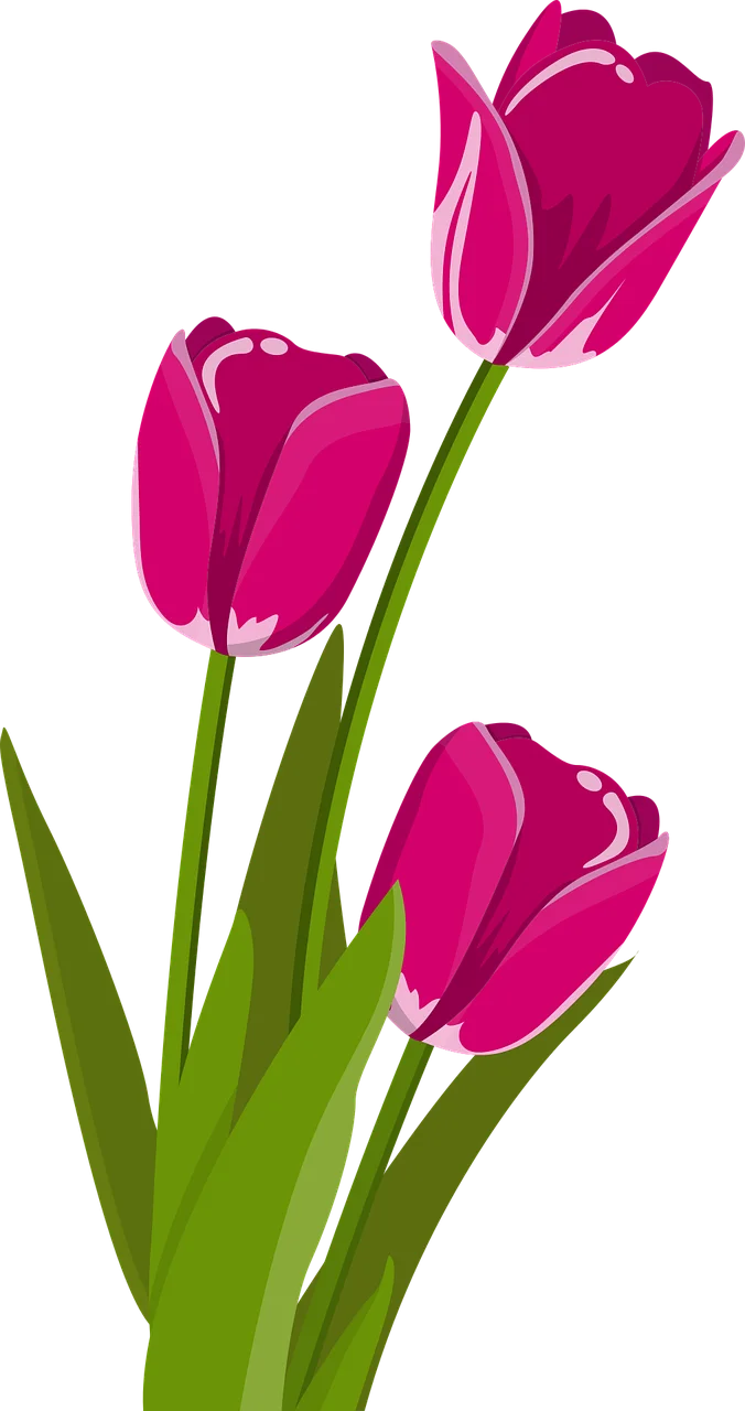 Elegant Pink Tulip Flowers Botanical Clipart Illustration for Spring Design