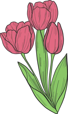 Elegant Pink Tulips Clipart: A Botanical Illustration of Spring's Delicate Blossoms