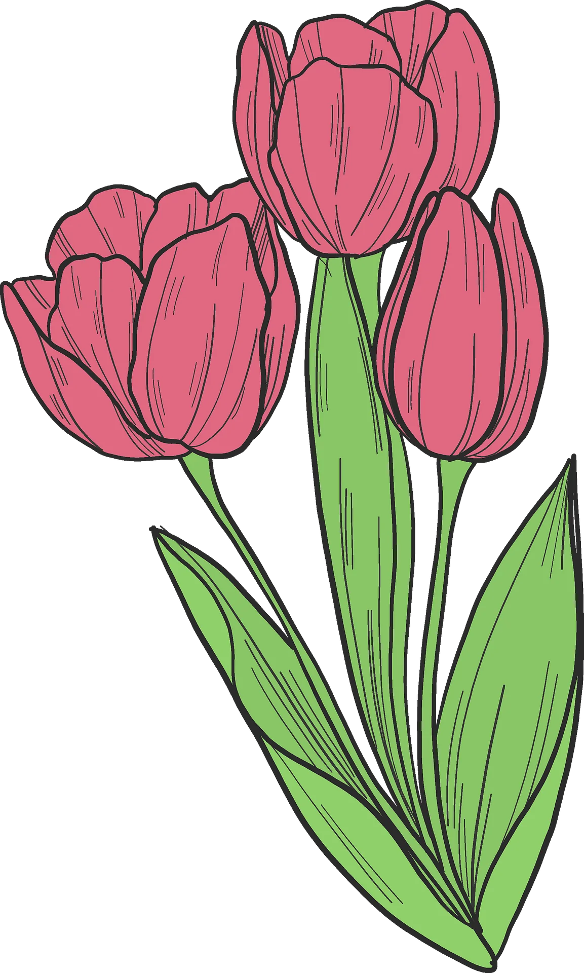 Elegant Pink Tulips Clipart: A Botanical Illustration of Spring's Delicate Blossoms