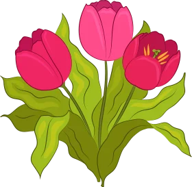 Elegant Pink Tulips Springtime Bloom Floral Clipart Illustration Design