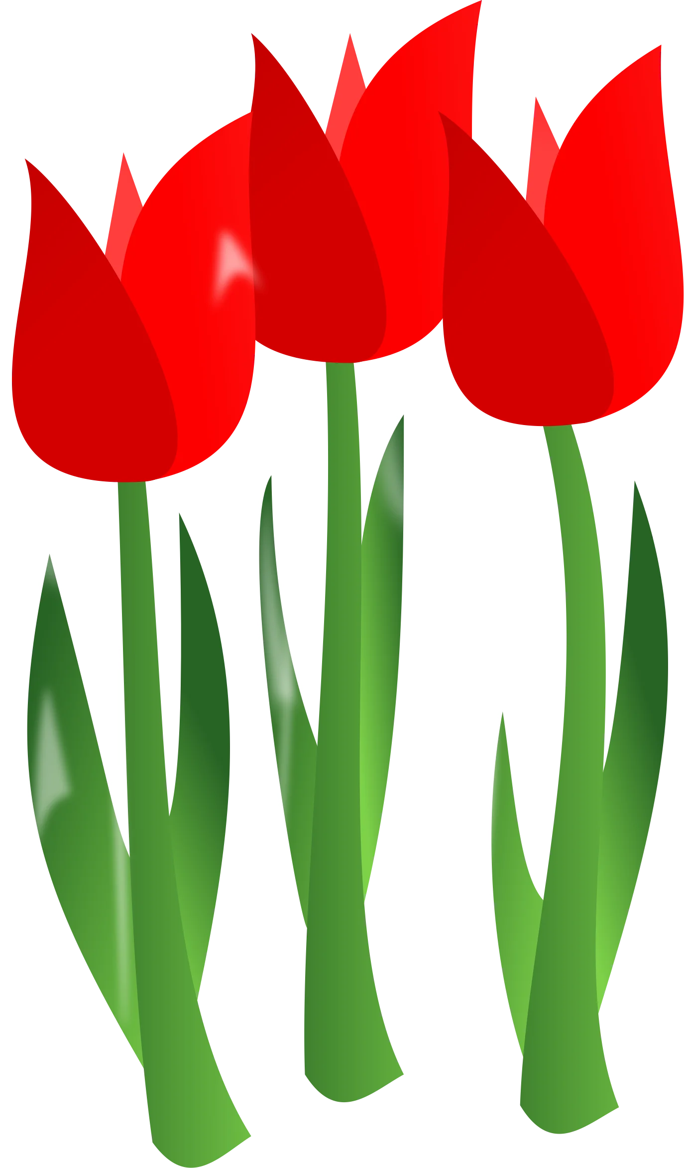Elegant Red Tulips Clipart: A Stylized Floral Illustration of Spring Blooms