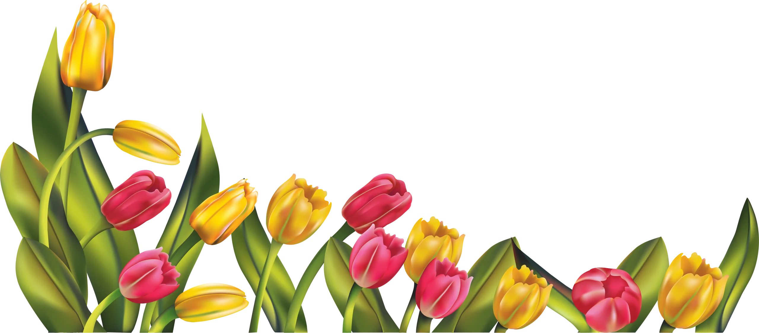 Elegant Spring Tulip Blossoms Decorative Botanical Clipart Border Design