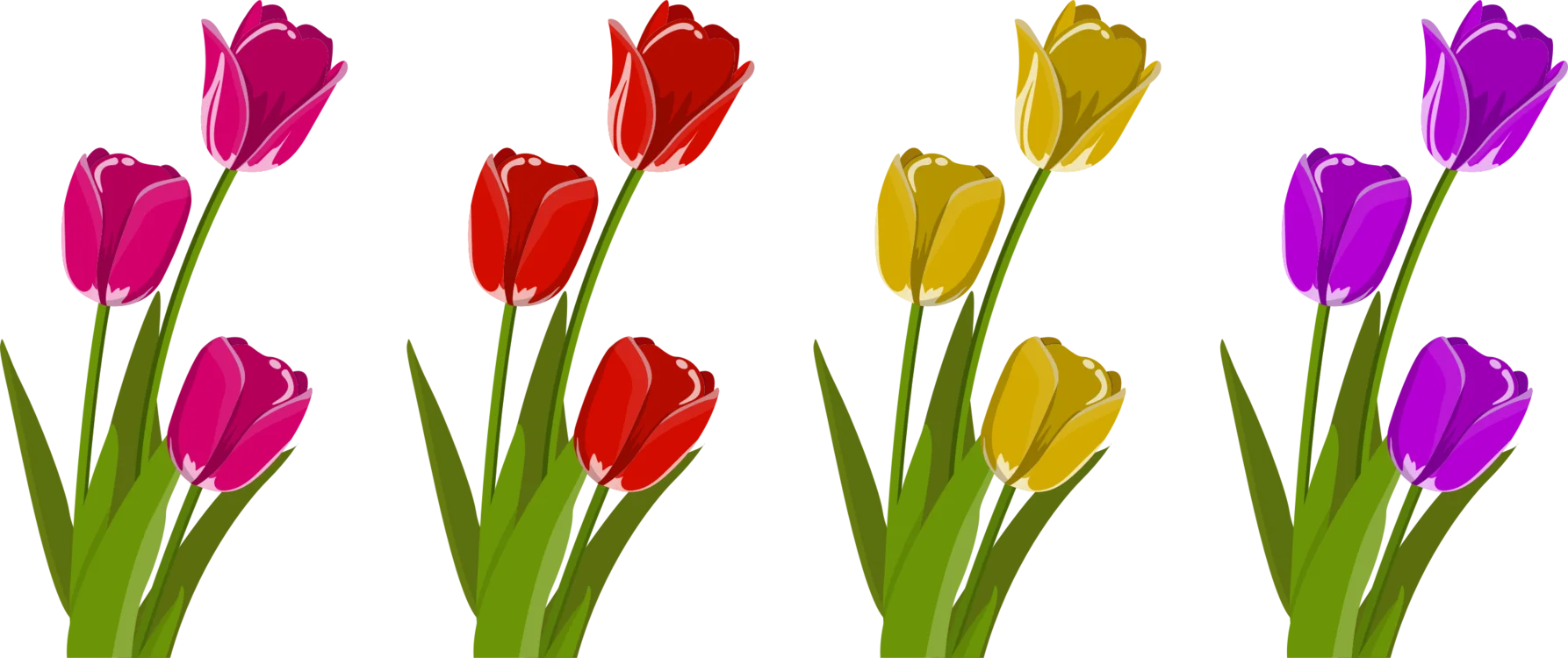 Elegant Spring Tulips Clipart: Blossoming Colors of Nature's Symphony